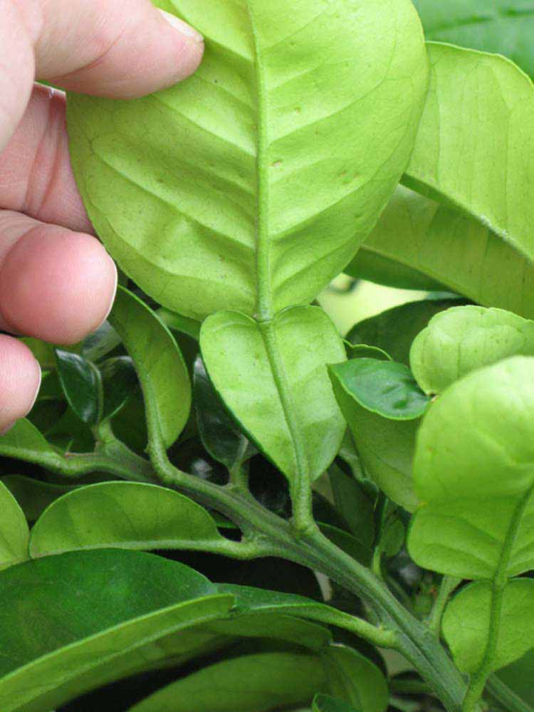              Petiole (Winter Haven, FL)       